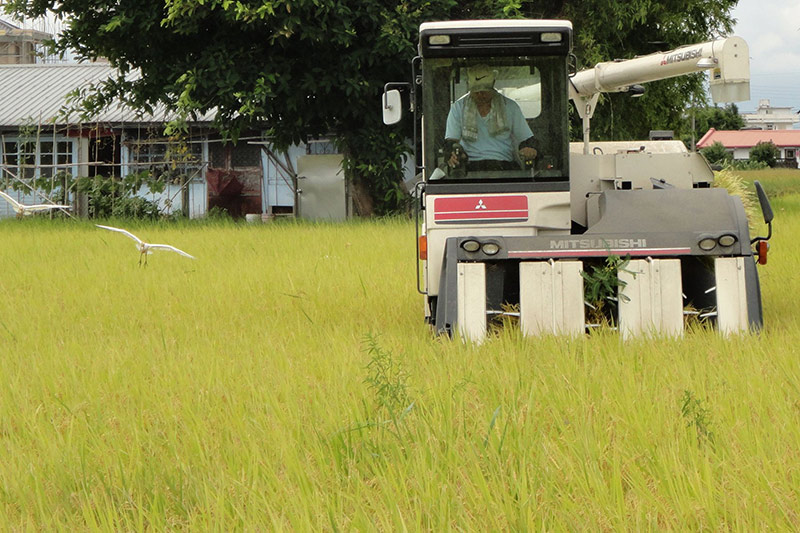 企業力量支持農民　大亞認購「我的一畝田」邁入第三年